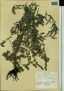 Artemisia leucophylla (Turcz. ex Besser) C. B. Clarke, Siberia, Baikal & Transbaikal region (S4) (Russia)