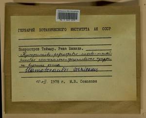 Hamatocaulis vernicosus (Mitt.) Hedenäs, Bryophytes, Bryophytes - Krasnoyarsk Krai, Tyva & Khakassia (B17) (Russia)