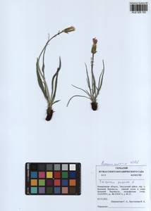 Takhtajaniantha austriaca (Willd.) Zaika, Sukhor. & N. Kilian, Siberia, Altai & Sayany Mountains (S2) (Russia)