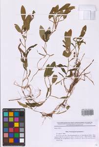 Potamogeton gramineus L., Eastern Europe, North-Western region (E2) (Russia)