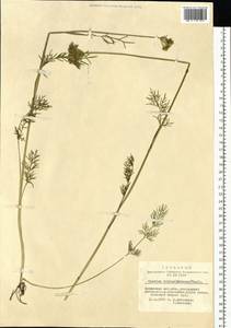 Kadenia dubia (Schkuhr) Lavrova & V.N.Tikhom., Siberia, Altai & Sayany Mountains (S2) (Russia)