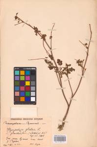 Glycyrrhiza glabra L., Eastern Europe, Lower Volga region (E9) (Russia)