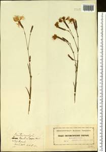 Dianthus superbus L., Eastern Europe, Moscow region (E4a) (Russia)