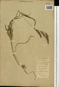 Echinochloa crus-galli (L.) P.Beauv., Eastern Europe, Moscow region (E4a) (Russia)