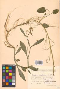 Rorippa amphibia (L.) Besser, Eastern Europe, Central forest-and-steppe region (E6) (Russia)