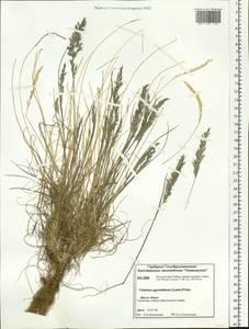 Koeleria subalpestris (Hartm.) Barberá, Quintanar, Soreng & P.M.Peterson, Siberia, Central Siberia (S3) (Russia)