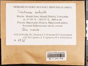 Cnestrum schisti (F. Weber & D. Mohr) I. Hagen, Bryophytes, Bryophytes - Baikal & Transbaikal regions (B18) (Russia)