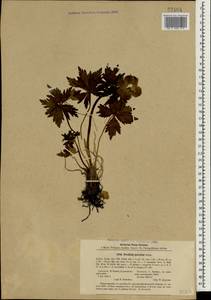 Trollius ranunculinus (Sm.) Stearn, Caucasus, Georgia (K4) (Georgia)