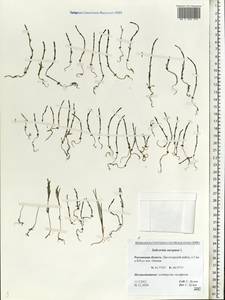 Salicornia europaea L., Eastern Europe, Rostov Oblast (E12a) (Russia)