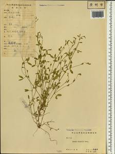 Zornia diphylla (L.) Pers., South Asia, South Asia (Asia outside ex-Soviet states and Mongolia) (ASIA) (China)