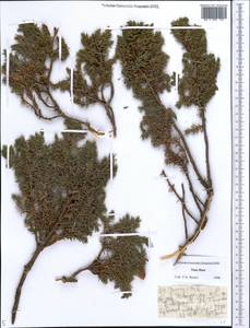 Juniperus communis var. saxatilis Pall., Middle Asia, Dzungarian Alatau & Tarbagatai (M5) (Kazakhstan)