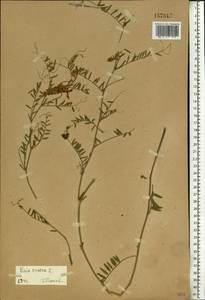 Vicia cracca L., Eastern Europe (no precise locality) (E0) (Not classified)