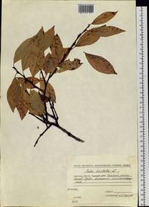 Salix hastata L., Siberia, Chukotka & Kamchatka (S7) (Russia)