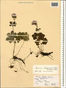 Geranium platypetalum Fisch. & C.A. Mey., Caucasus, Stavropol Krai, Karachay-Cherkessia & Kabardino-Balkaria (K1b) (Russia)