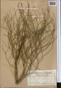 Chondrilla ambigua Fisch. ex Kar. & Kir., Middle Asia, Caspian Ustyurt & Northern Aralia (M8) (Kazakhstan)
