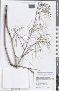 Sisymbrium heteromallum C. A. Mey., Siberia, Baikal & Transbaikal region (S4) (Russia)