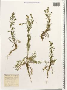 Lepidium ruderale L., Caucasus, Stavropol Krai, Karachay-Cherkessia & Kabardino-Balkaria (K1b) (Russia)