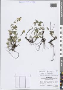 Potentilla cinerea subsp. incana (G.Gaertn., B.Mey. & Scherb.) Asch., Eastern Europe, Middle Volga region (E8) (Russia)