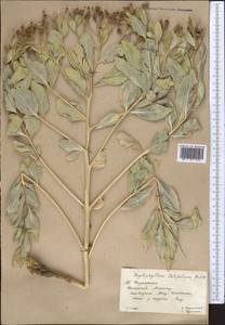 Haplophyllum latifolium Kar. & Kir., Middle Asia, Western Tian Shan & Karatau (M3) (Kazakhstan)