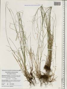 Poa tanfiljewii Roshev., Eastern Europe, Northern region (E1) (Russia)