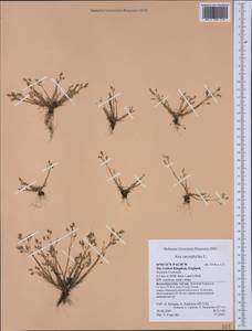 Aira caryophyllea L., Western Europe (EUR) (United Kingdom)