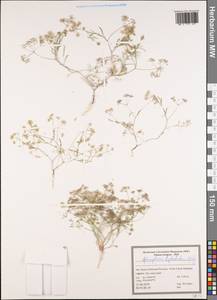 Pimpinella leptoclada (Aitch. & Hemsl.) Mousavi, Mozaff. & Zarre, South Asia, South Asia (Asia outside ex-Soviet states and Mongolia) (ASIA) (Iran)