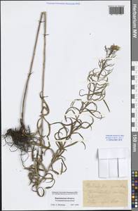 Galatella sedifolia subsp. sedifolia, Eastern Europe, Central forest-and-steppe region (E6) (Russia)