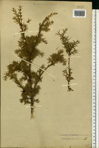 Juniperus communis L., Eastern Europe, Central forest region (E5) (Russia)