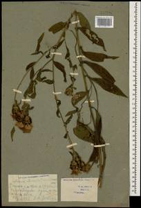 Centaurea phrygia subsp. abbreviata (C. Koch) Dostál, Caucasus, Georgia (K4) (Georgia)