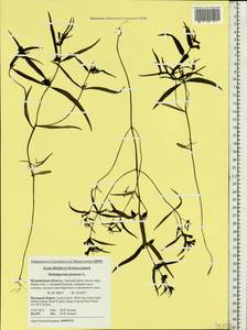 Melampyrum pratense L., Eastern Europe, Northern region (E1) (Russia)