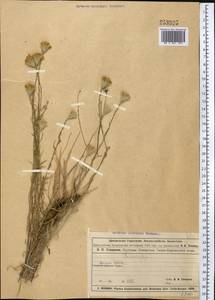 Galatella scoparia (Kar. & Kir.) Novopokr., Middle Asia, Muyunkumy, Balkhash & Betpak-Dala (M9) (Kazakhstan)