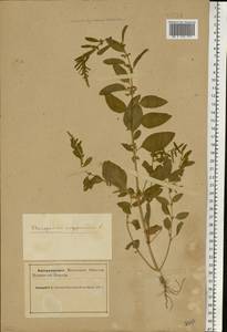 Lipandra polysperma (L.) S.Fuentes, Uotila & Borsch, Eastern Europe, Northern region (E1) (Russia)