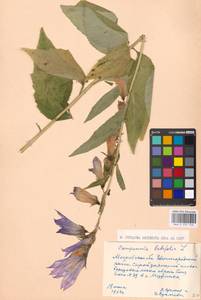 Campanula latifolia L., Eastern Europe, Moscow region (E4a) (Russia)