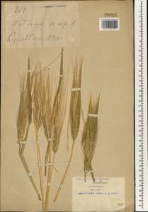 Hordeum vulgare L., South Asia, South Asia (Asia outside ex-Soviet states and Mongolia) (ASIA) (China)