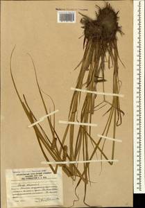 Carex vesicaria L., Caucasus, South Ossetia (K4b) (South Ossetia)