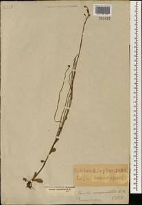 Samolus porosus (L. fil.) Thunb., Africa (AFR) (South Africa)