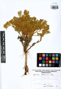 Artemisia ledebouriana Besser, Siberia, Baikal & Transbaikal region (S4) (Russia)