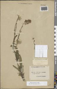 Jurinea cyanoides (L.) Rchb., Eastern Europe, South Ukrainian region (E12) (Ukraine)
