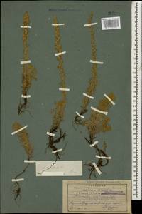 Artemisia austriaca Jacq., Caucasus, Armenia (K5) (Armenia)