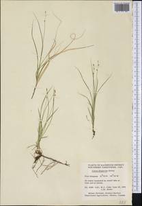 Carex disperma Dewey, America (AMER) (Canada)