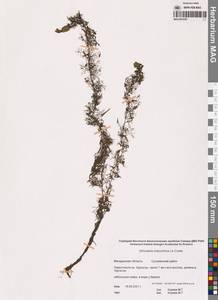 Utricularia macrorhiza Leconte, Siberia, Chukotka & Kamchatka (S7) (Russia)
