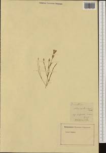 Dianthus pratensis, Western Europe (EUR)