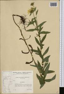 Pentanema salicinum subsp. salicinum, Western Europe (EUR) (Denmark)