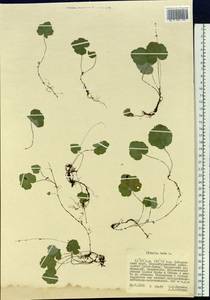 Mitella nuda L., Siberia, Russian Far East (S6) (Russia)