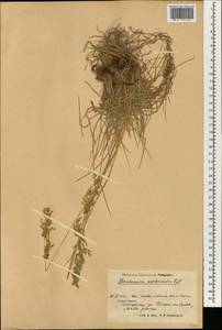 Deschampsia koelerioides Regel, South Asia, South Asia (Asia outside ex-Soviet states and Mongolia) (ASIA) (China)