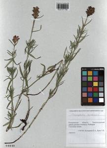 Dracocephalum ruyschiana L., Siberia, Altai & Sayany Mountains (S2) (Russia)