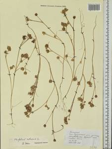Trifolium retusum L., Eastern Europe, Lower Volga region (E9) (Russia)