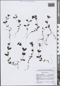 Veronica alpina L., Western Europe (EUR) (Spain)