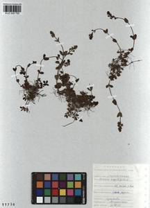 Veronica serpyllifolia L., Siberia, Altai & Sayany Mountains (S2) (Russia)