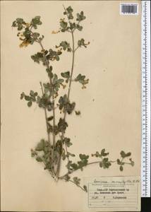 Lonicera microphylla Willd. ex Roem. & Schult., Middle Asia, Pamir & Pamiro-Alai (M2) (Tajikistan)